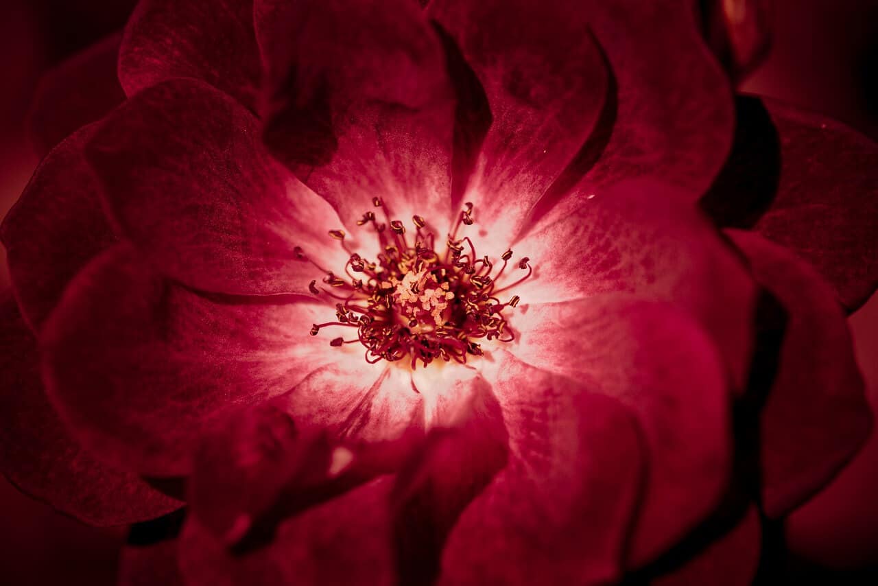 aroma